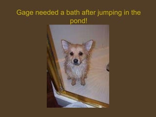 Gage needed a bath after jumping in the pond! 
