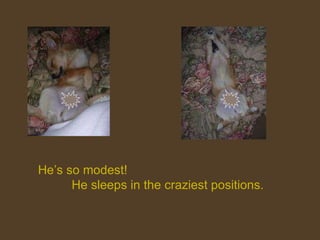 He’s so modest!  He sleeps in the craziest positions. 