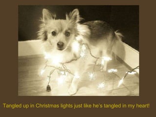 Tangled up in Christmas lights just like he’s tangled in my heart! 