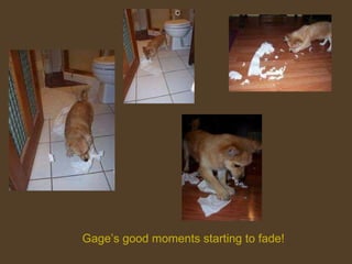 Gage’s good moments starting to fade! 