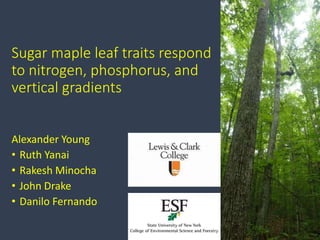 Sugar maple leaf traits respond
to nitrogen, phosphorus, and
vertical gradients
Alexander Young
• Ruth Yanai
• Rakesh Minocha
• John Drake
• Danilo Fernando
 