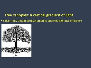 Tree canopies: a vertical gradient of light
• Foliar traits should be distributed to optimize light use efficiency
 