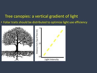 Tree canopies: a vertical gradient of light
• Foliar traits should be distributed to optimize light use efficiency
0
-10
-...