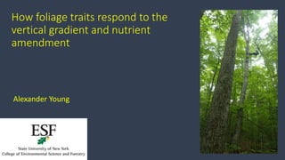 How foliage traits respond to the
vertical gradient and nutrient
amendment
Alexander Young
 