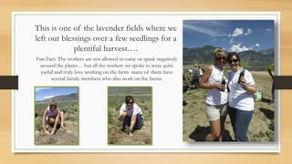 This is one of the lavender fields where we
left our blessings over a few seedlings for a
plentiful harvest….
Fun Fact: The workers are not allowed to curse or speak negatively
around the plants… but all the workers we spoke to were quite
joyful and truly love working on the farm- many of them have
several family members who also work on the farms.
 