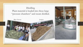 Distilling
Plant material is loaded into these large
“pressure chambers” and steam distilled.
Blue Yarrow Juniper
 