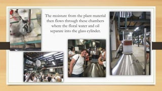The moisture from the plant material
then flows through these chambers
where the floral water and oil
separate into the glass cylinder.
 