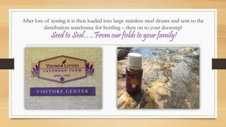 After lots of testing it is then loaded into large stainless steel drums and sent to the
distribution warehouse for bottling – then on to your doorstep!
Seed to Seal….From our fields to your family!
 