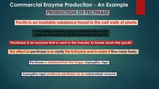 Young Min Kim Class_Enzymes in Food Processing.pptx