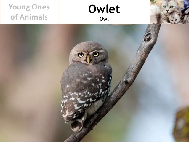 Young Ones of Animals