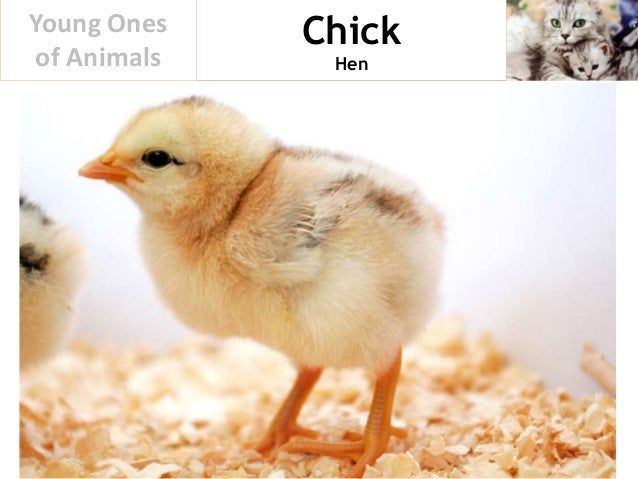 Young Ones of Animals