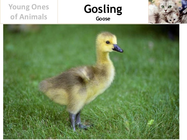 Young Ones of Animals