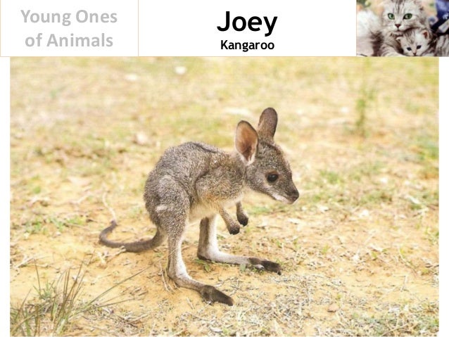 Young Ones of Animals