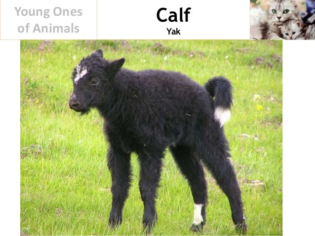 Young Ones of Animals