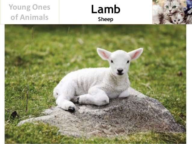 Young Ones of Animals