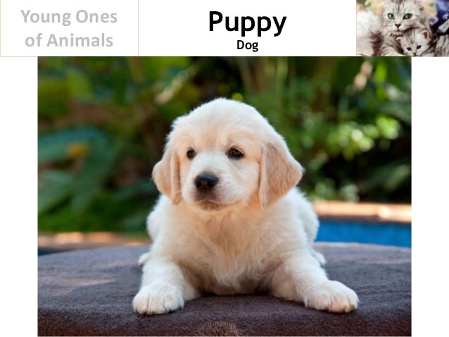 Young Ones of Animals