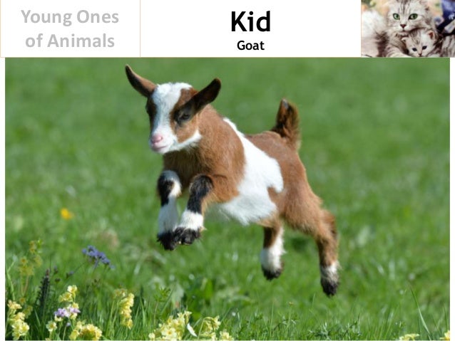 Young Ones of Animals