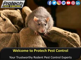 Welcome to Protech Pest Control
Your Trustworthy Rodent Pest Control Experts
 