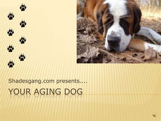Shadesgang.com presents....

YOUR AGING DOG
 