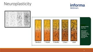 12
Neuroplasticity
 