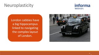 13
London cabbies have
a big hippocampus
linked to navigating
the complex layout
of London.
Neuroplasticity
 