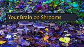 Your Brain on Shrooms
 