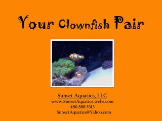 FREE Clownfish Pair w/ aquarium purchase or aquarium upgrade w/ aquarium purchase or aquarium upgrade Sunset Aquatics, LLC  www.SunsetAquatics.webs.com 480.588.5313     SunsetAquatics@Yahoo.com 