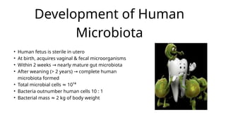 Your Development of Human Microbiotaparagraph text (2).pptx
