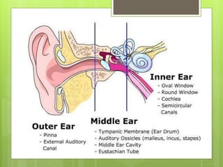 Your ears