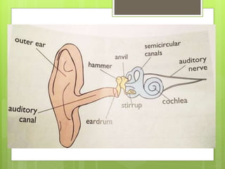 Your ears