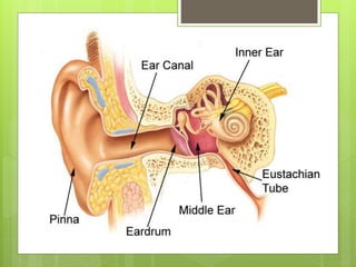 Your ears
