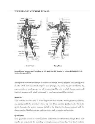 YOUR MUSCLES AND WHAT THEY DO

Front View

Back View

(From Human Anatomy and Physiology by B.G. King and M.J. Showers, 6th edition, Philadelphia: W.B.
Sanders Company, 1969.)

An important reason to even begin an exercise or strength-training program is to develop your
muscles which will undoubtedly improve your physique. So, it may be good to identify the
major muscles or muscle groups you will be exercising. The order in which they are mentioned
is also the sequence with which each muscle or muscle group should be exercised.
Buttocks
Your buttocks are considered to be the largest and most powerful muscle group in your body
and are responsible for movement of your hip joint. There are three specific muscles that make
up the buttocks: the gluteus maximus (which is the largest), the gluteus minimus, and the
gluteus medius. Your buttocks are used in activities such as jumping and sprinting.
Quadriceps
Your quadriceps consist of four muscles that are located on the front of your thigh. These four
muscles are responsible for extending or straightening your lower leg. Your knee's stability

 