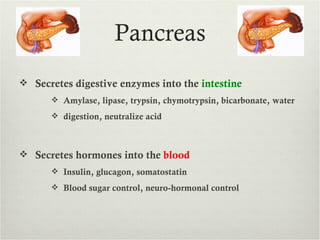 Pancreas
 Secretes digestive enzymes into the intestine
       Amylase, lipase, trypsin, chymotrypsin, bicarbonate, water

       digestion, neutralize acid



 Secretes hormones into the blood
       Insulin, glucagon, somatostatin

       Blood sugar control, neuro-hormonal control
 