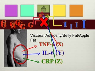 Visceral Adiposity/Belly Fat/Apple
Fat
 