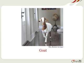 Goat
flim_flammer via imgur
 