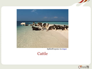 Cattle
SpilledPorpoise via imgur
 
