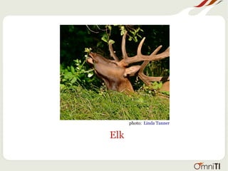 Elk
photo: Linda Tanner
 