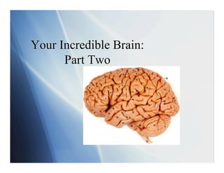 Your Incredible Brain:
      Part Two
 