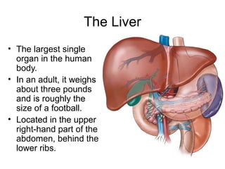 The Liver
• The largest single
organ in the human
body.
• In an adult, it weighs
about three pounds
and is roughly the
size of a football.
• Located in the upper
right-hand part of the
abdomen, behind the
lower ribs.
 