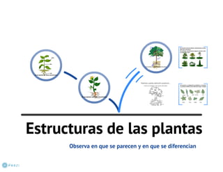 Estructura plantas