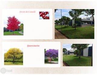 arvores