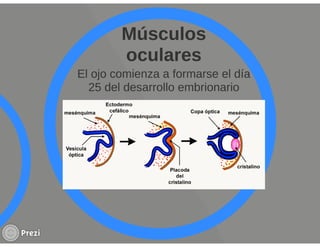 Yourprezisistemamuscular