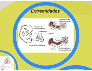 Yourprezisistemamuscular