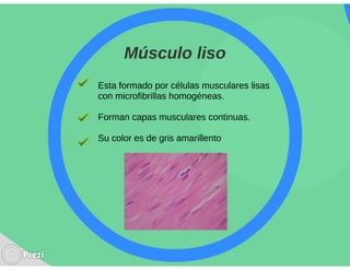 Yourprezisistemamuscular