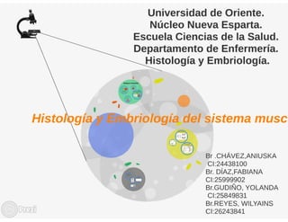 Yourprezisistemamuscular
