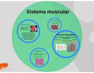 Yourprezisistemamuscular