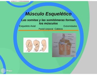 Yourprezisistemamuscular