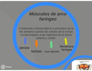 Yourprezisistemamuscular