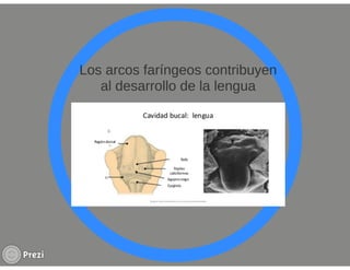 Yourprezisistemamuscular