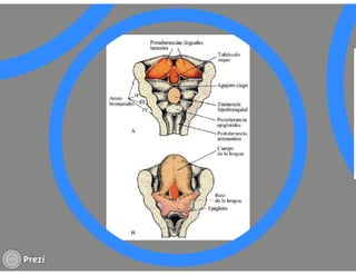 Yourprezisistemamuscular
